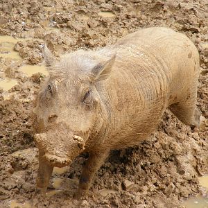 Warthog
