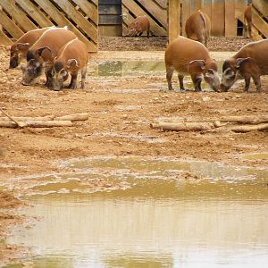 Red river hogs