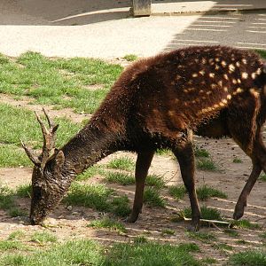 Philippine spotted deer