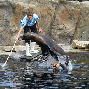 Sealion training