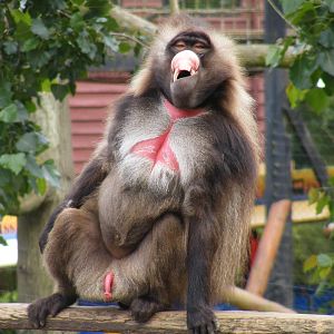 Gelada baboon