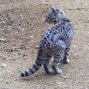 Geoffroy's cat