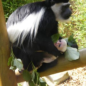 Colobus monkeys