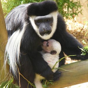 Colobus monkeys