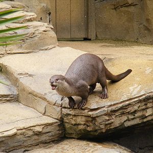 Smooth coated otter