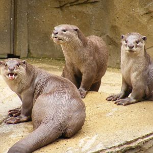 Smooth coated otters