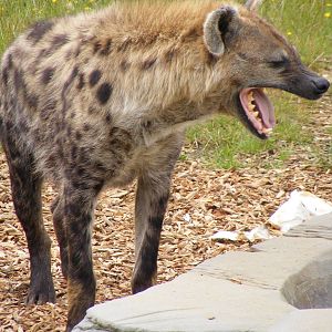 Spotted hyena