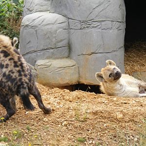 Spotted hyenas