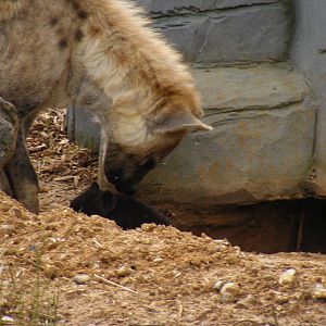 Spotted hyena