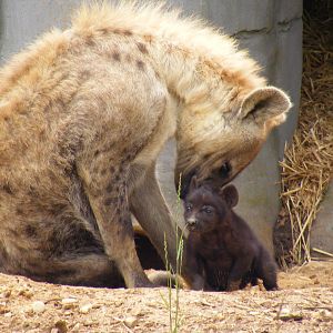 Spotted hyena cub