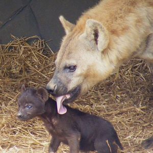 Spotted hyena cub