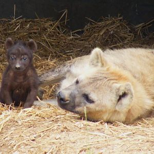 Spotted hyena cub