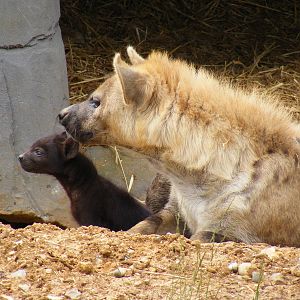 Spotted hyena cub