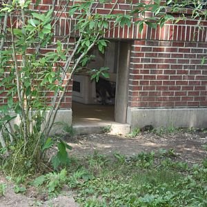 Tropical America- Giant Anteater Baby