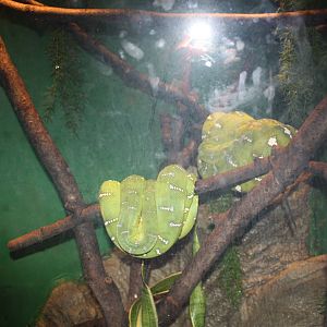 Tropical America- Emerald Tree Boas