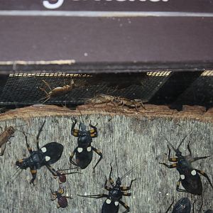 Tropical America- Two-Spotted Assassin Bugs