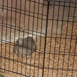 Tropical America- Elegant Crested Tinamou