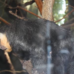 Tropical America- White-Faced Saki