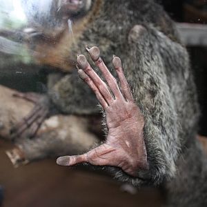 Tropical America- White-Faced Saki Foot