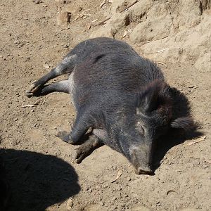 wild boar zoologico del altiplano tlaxcala