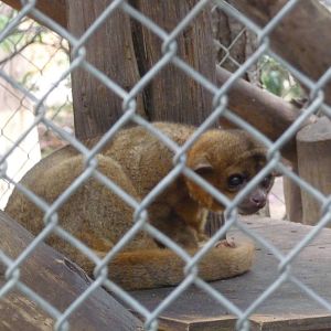 kinkajou zoologico de irapuato