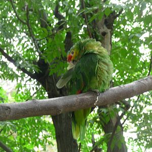 red lored amazon parrot zoologico de irapuato