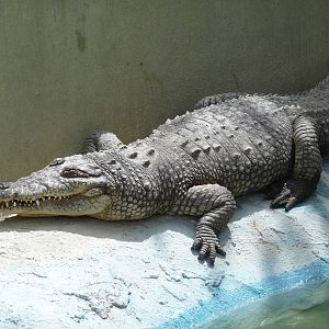 american crocodile zoologico de irapuato