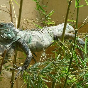 balancing green iguana zoologico de irapuato