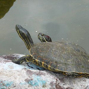 slider turtles zoologico de irapuato