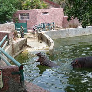 nile hippopotamus zoologico de irapuato