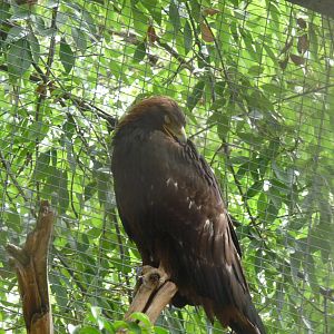 golden eagle zoologico de irapuato
