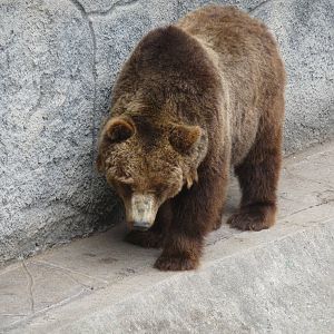 russian brown bear zoologico de irapuato