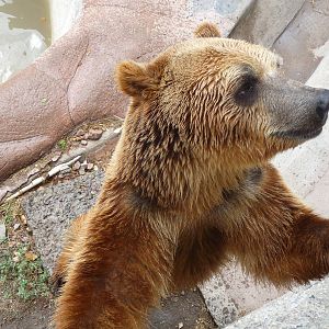 brown bear zoologico de irapuato