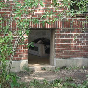 Tropical America- Giant Anteater Baby