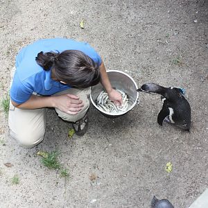 Tropical America- Humboldt Penguin Feeding