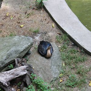 Tropical America- White-Breasted Cormorant