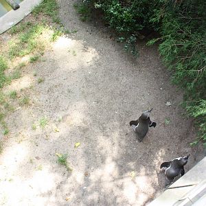 Tropical America- Humboldt Penguin/White-Breasted Cormorant Exhibit