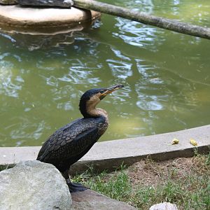 Tropical America- White-Breasted Cormorant