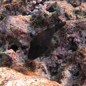 Ambon Toby (Canthigaster amboinensis)