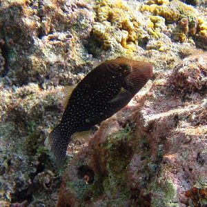 Ambon Toby (Canthigaster amboinensis)