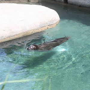 North America- Harbor Seal