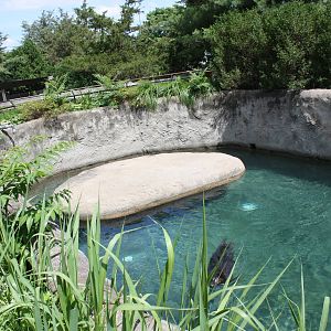 North America- Harbor Seal Exhibit