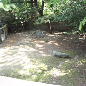 Tropical America- Patagonian Cavy Exhibit