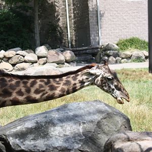 Fabric of Africa- Masai Giraffe