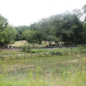 North America- Bison/Pronghorn Exhibits Panorama