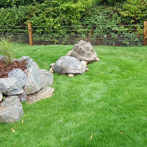 View of Aldabran Toroise in right hand side outdoor enclosure