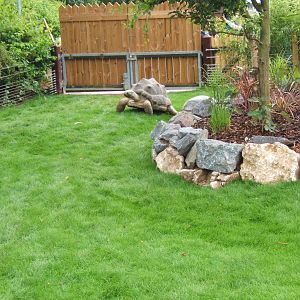 View of Aldabran Toroise in right hand side outdoor enclosure