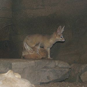 Fennec Fox`s