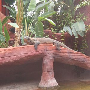 Male Komodo Dragon