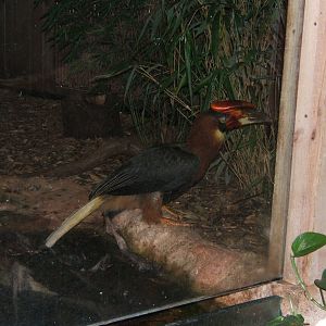 Rufous Hornbill